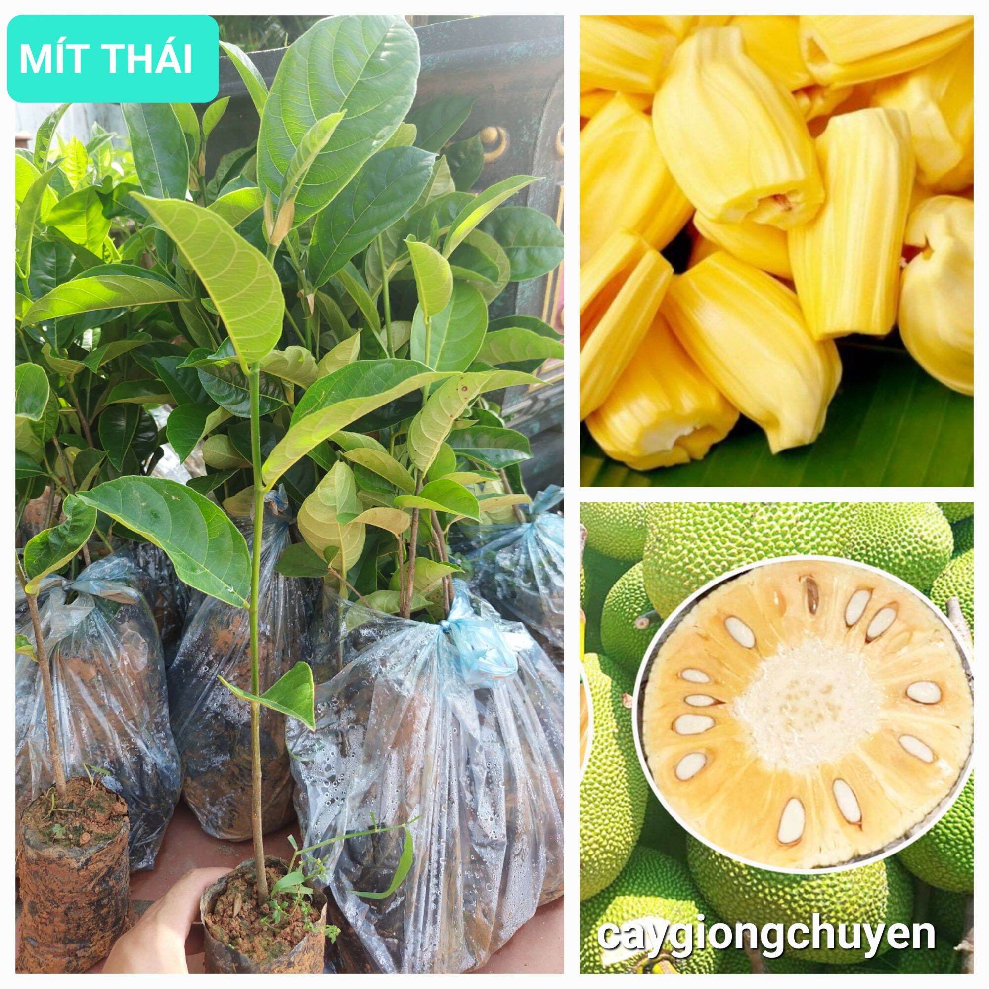 Cây giống mít thái cấy mô siêu nhanh lớn