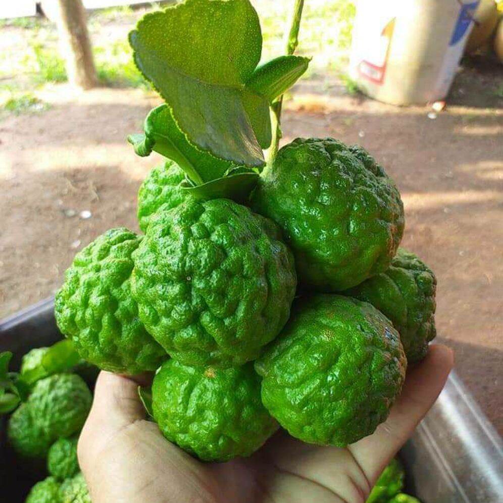 Cây giống chanh chúc An Giang. Cây chanh thái rất thơm dùng được cả quả và lá, cây giống cao từ 20cm