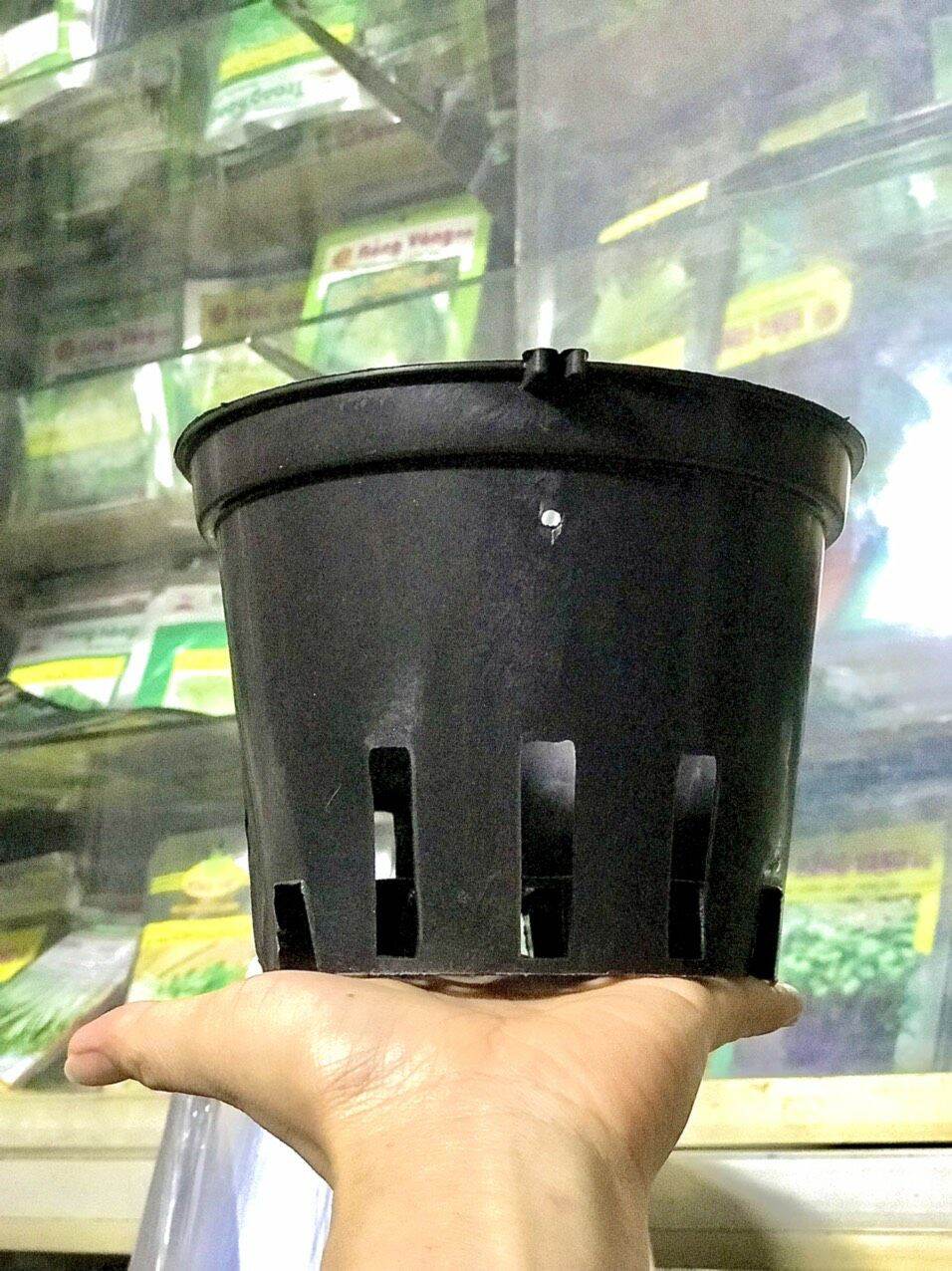 combo 10 chậu lan phi 16 (hàng dày).