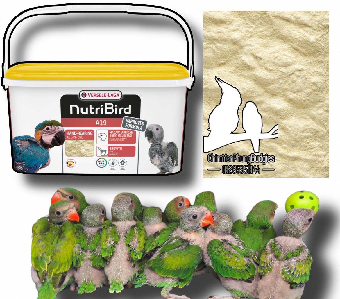 500g bột Nutribird A19 giàu dinh dưỡng cho vẹt non_XUẤT XỨ: BỈ - date: 10/2023 [SG-giao hoả tốc 2h]