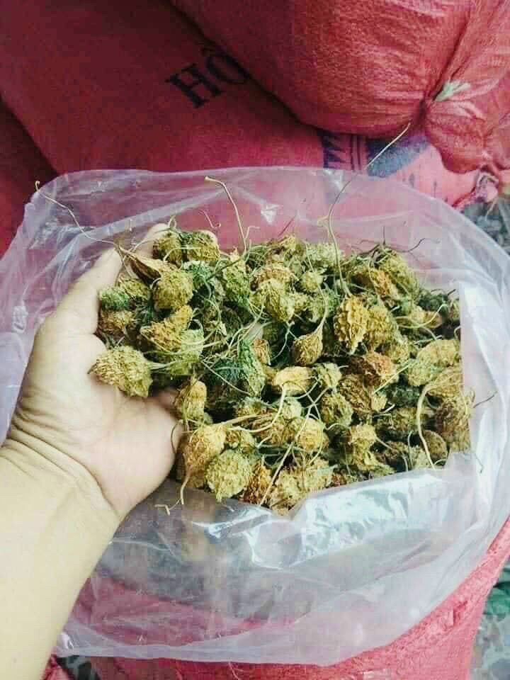 1kg khổ qua rừng nguyên trái có gai sấy khô