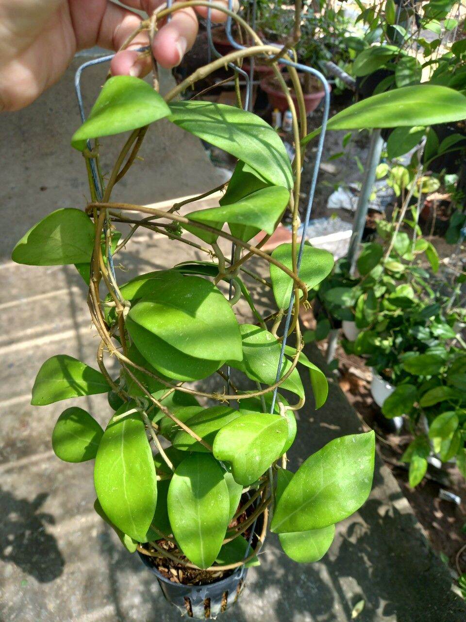Hoa lan Cẩm cù Mindorensis Purple