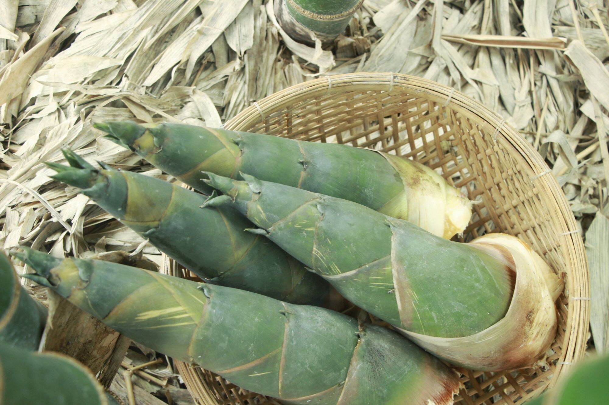 TRE TỨ QUÝ LÁ NHỎ chuẩn giống