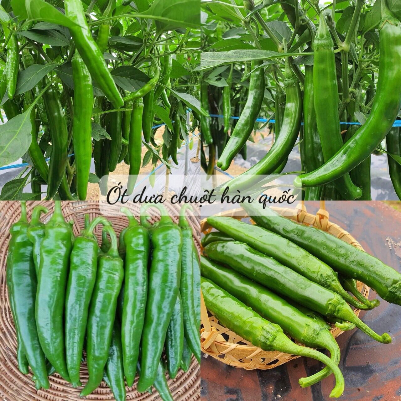 Hạt giống ớt dưa chuột hàn quốc nhập khẩu hàn