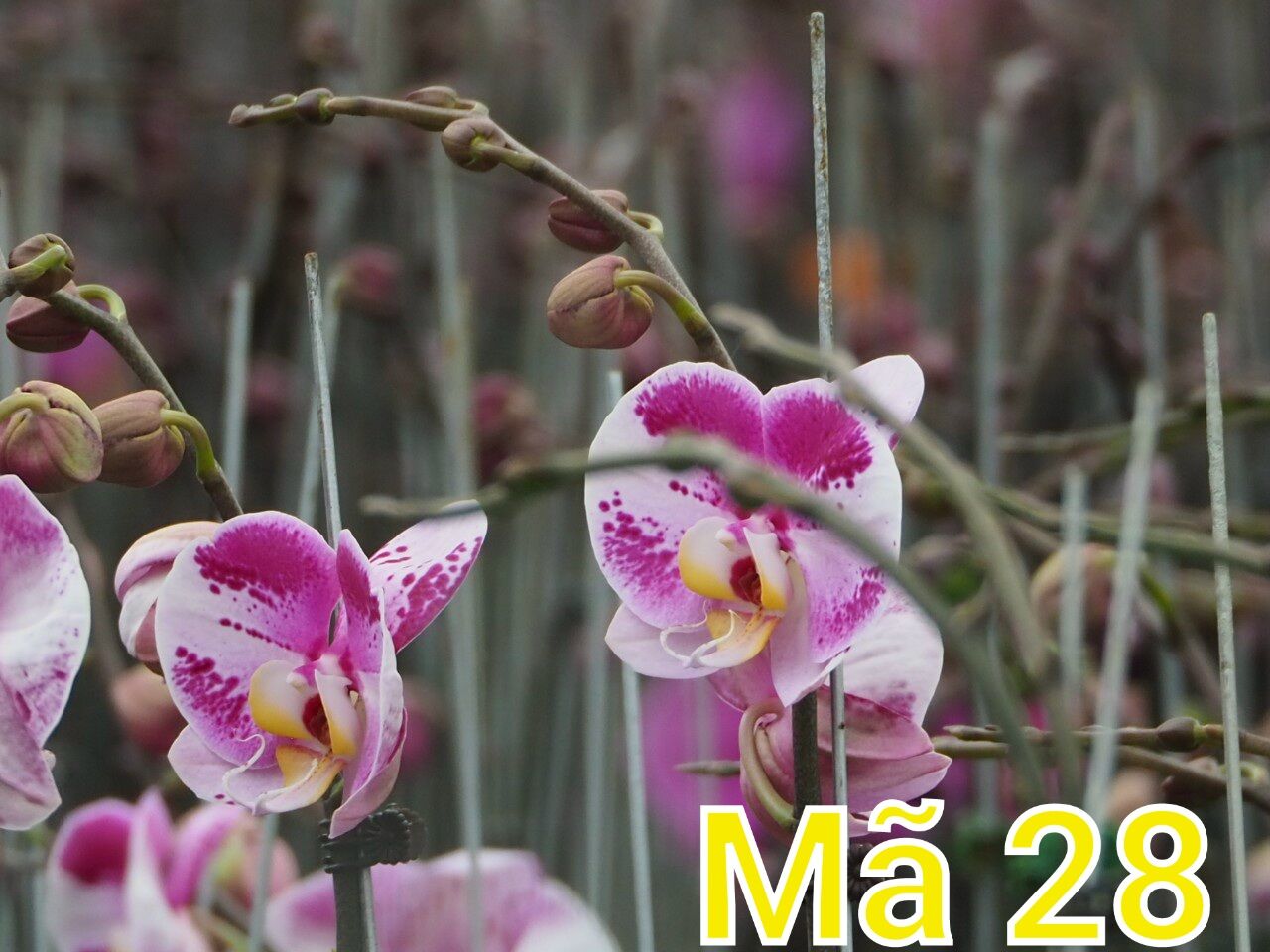 Lan hđ giống cốc 2.5 màu số 28
