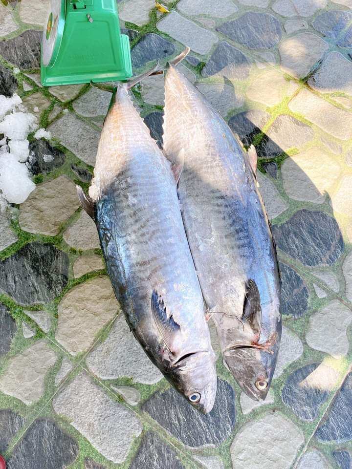 cá ngừ nướng