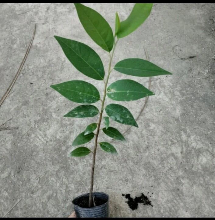 Cây giống bình bát bầu đất cao hơn 20cm