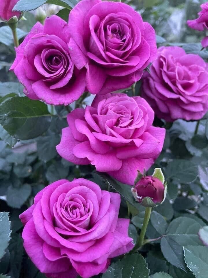 Hoa hồng ngoại tezza tím rose