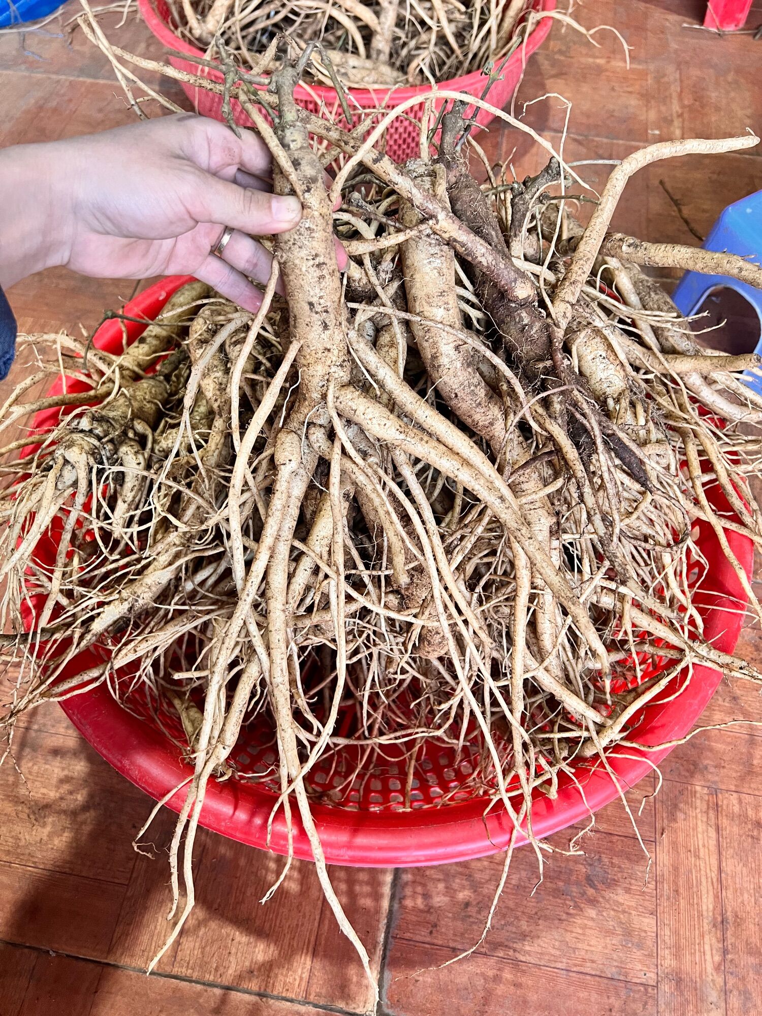 Sâm dây Ngọc Linh 8 củ/kg