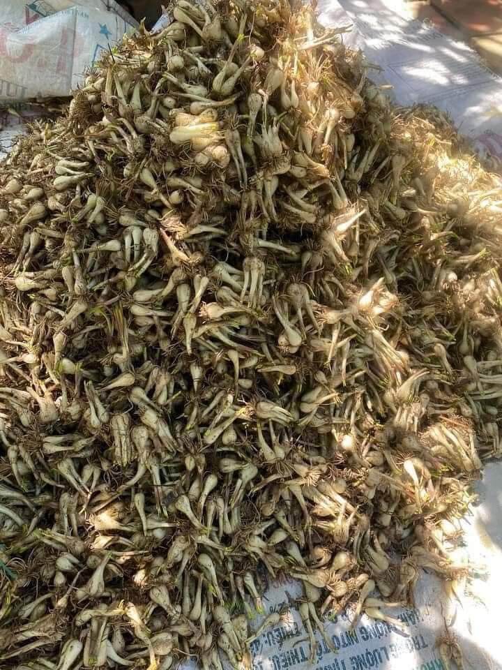 Kiệu Huế ngâm chua ngọt 500g