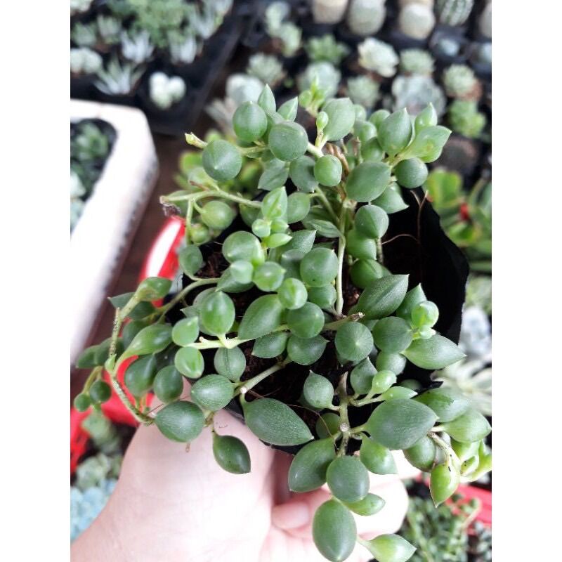 Sen đá giọt nước dài size bầu 3-5 cm