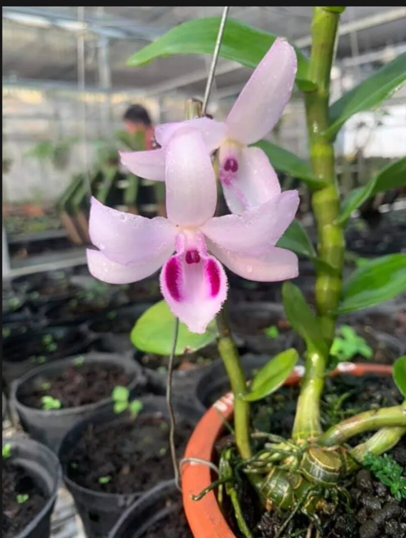 Cây giống Lan Hoàng Lạp