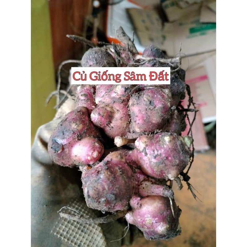 CÙI SÂM GIỐNG Y TÝ mau mộc mầm