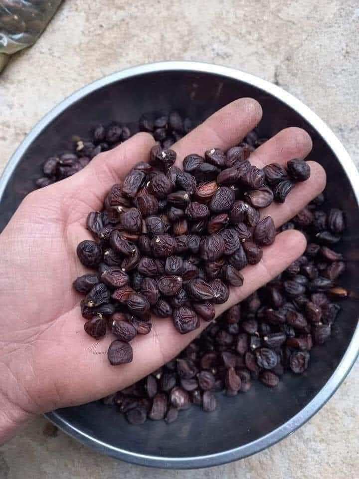 30 HẠT DỔI NẾP HOÀ BÌNH