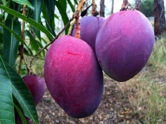 Cây giống xoài tím