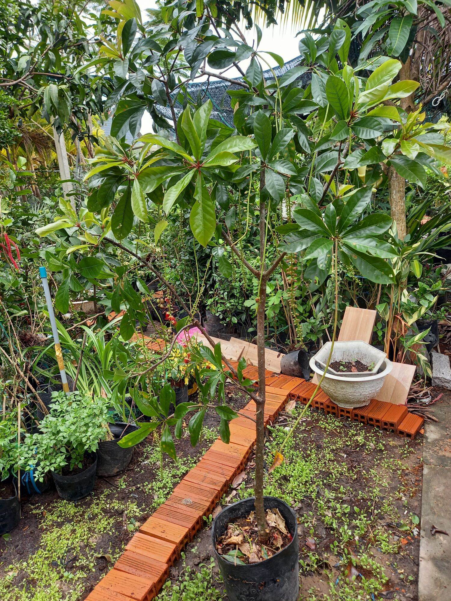 Cây lộc vừng lá nhỏ hoa đỏ