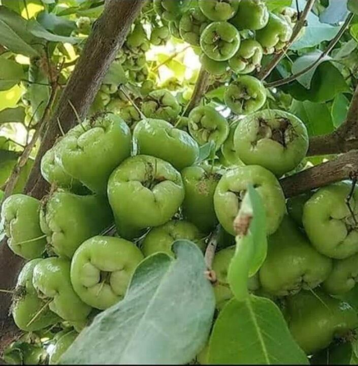 Cây mận xanh tam hoa trái xanh cây đẹp, cao 60-80cm, ra quả sau 2 tháng.