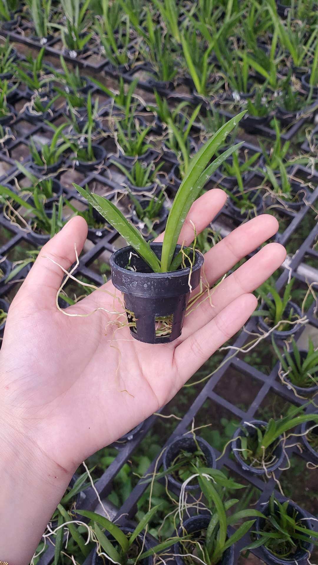 Hoa lan Vũ nữ bút chì giống đủ màu lựa được