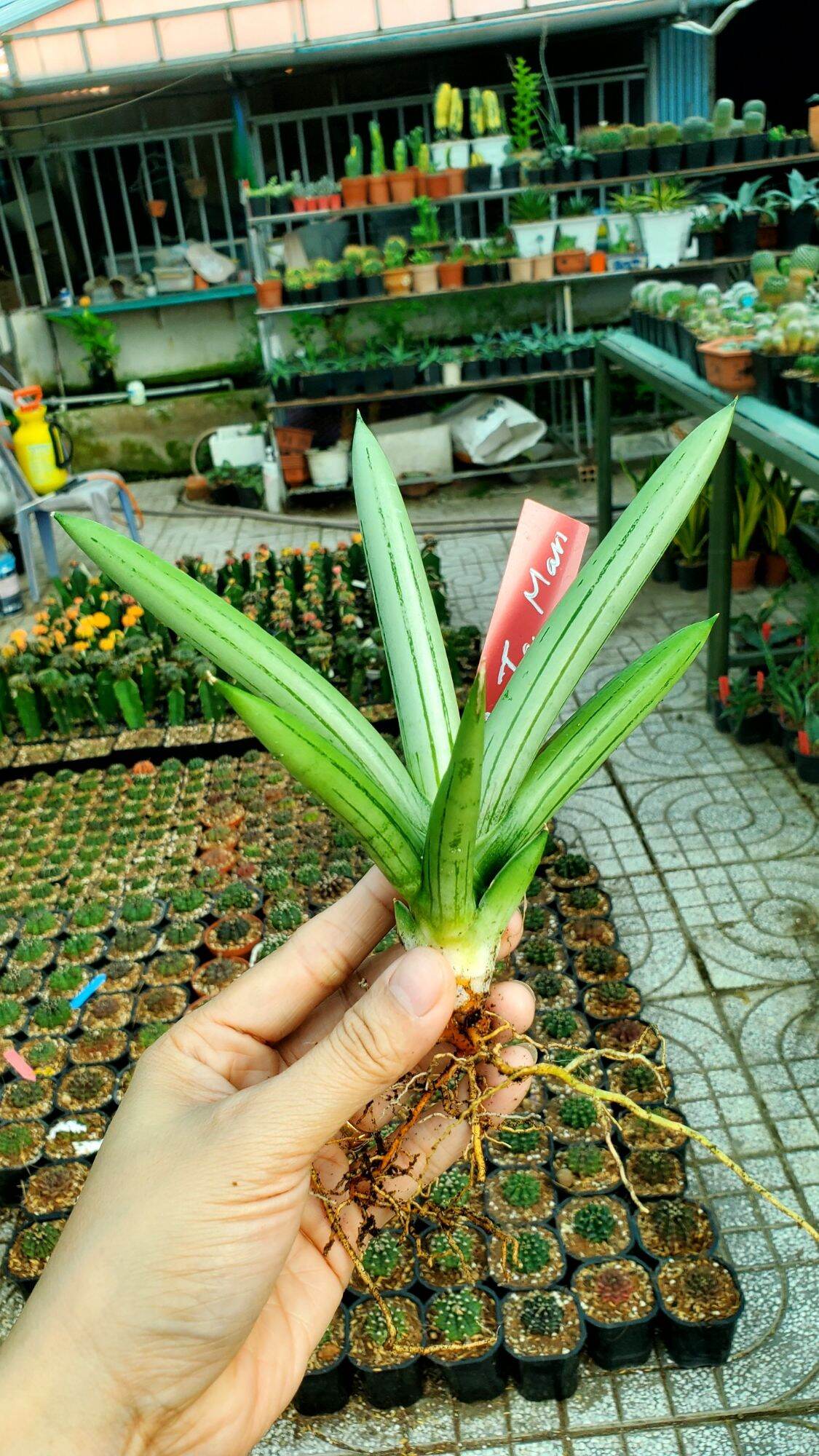 Cây lưỡi hổ lá tròn, da trắng - Sansevieria Ice Man, Iceman