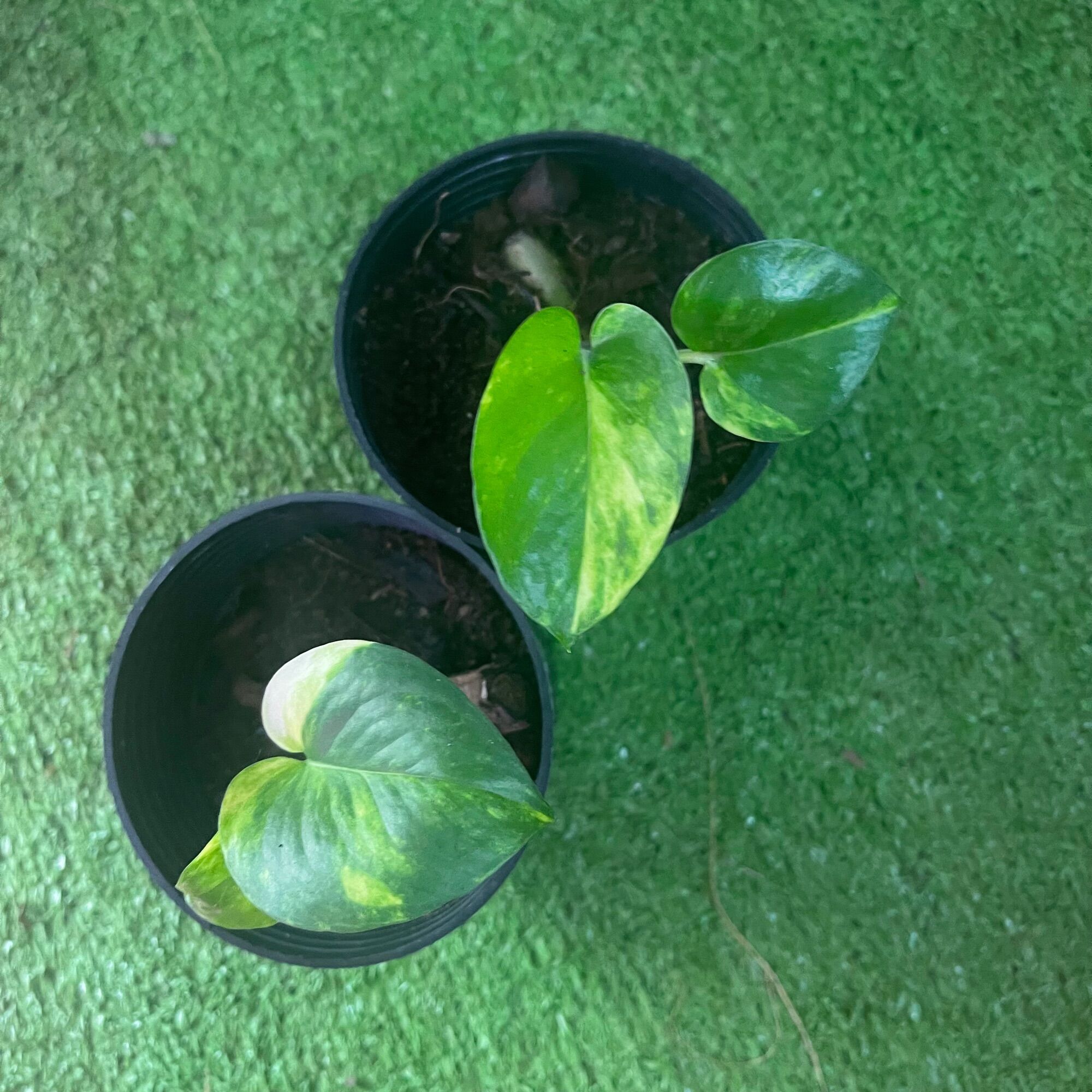 Cây giống trầu ông