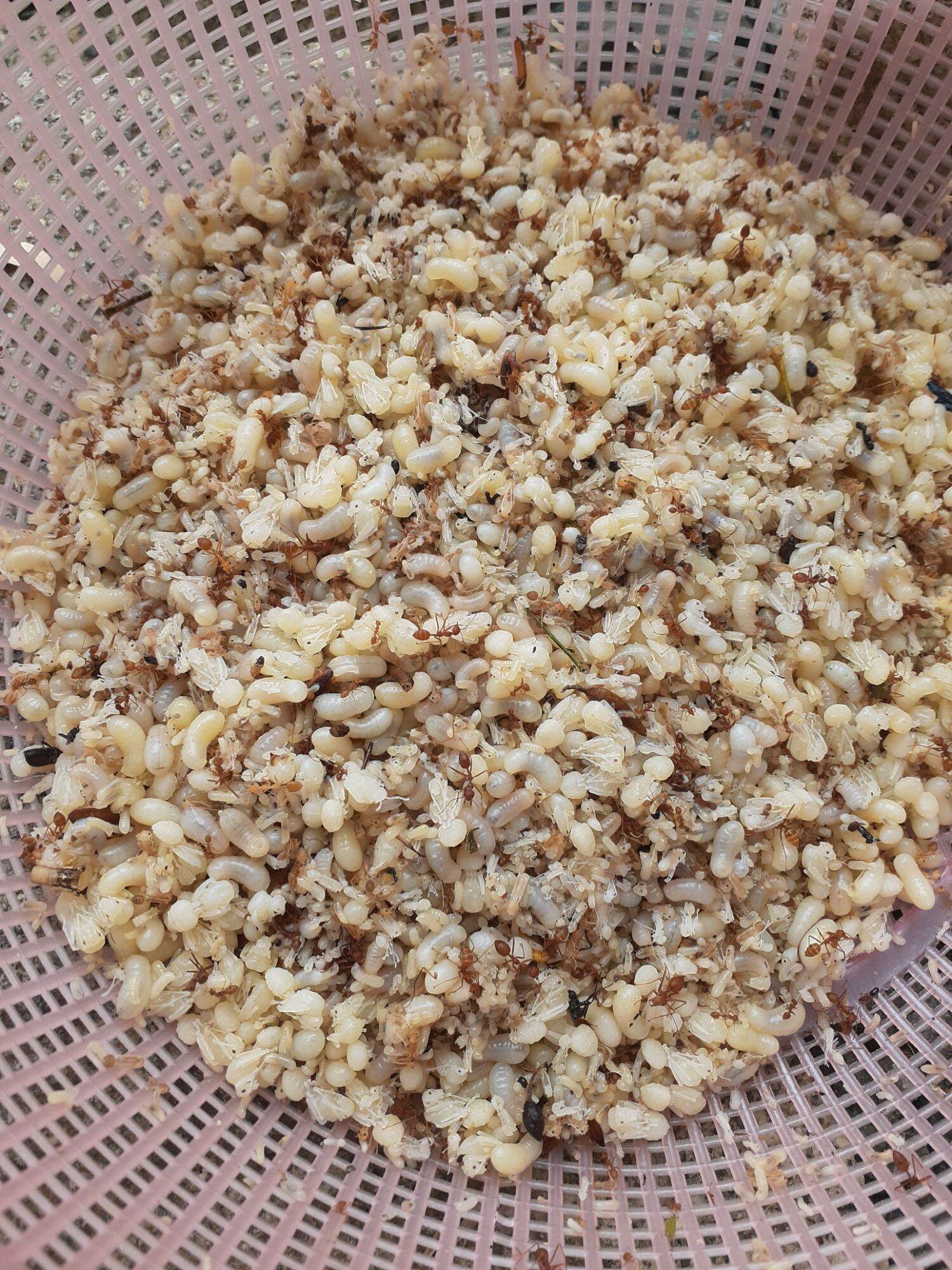 0,5 kg Trứng kiến vàng tươi (nửa kg), trứng nhỏ hay lớn tùy mùa!