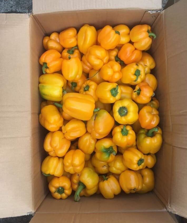 Ớt chuông Đà Lạt (1kg)