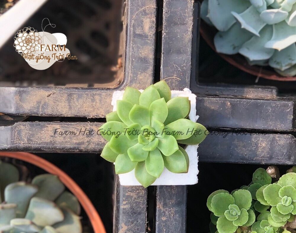 Sen đá mặt trời size mini 🔥 size 3-5cm 🔥 xuất xứ đà lạt 🔥 đã thuần khí hậu 🔥