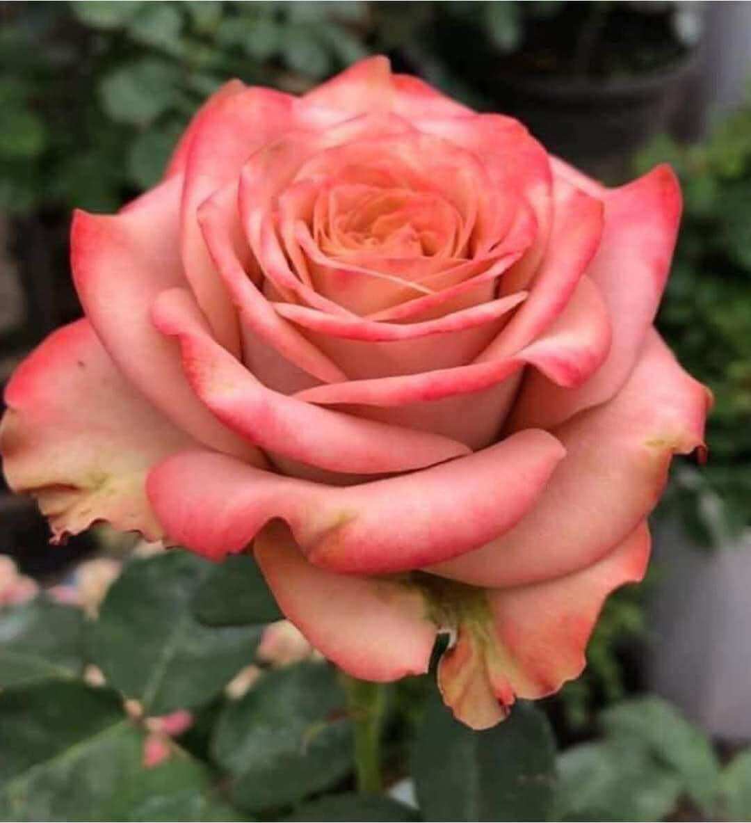Hoa hồng Capuchino Rose - hồng bụi, hoa thơm