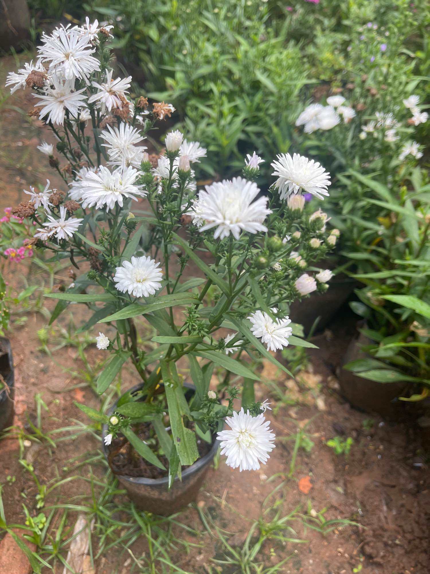 Chậu hoa thạch thảo trắng kép