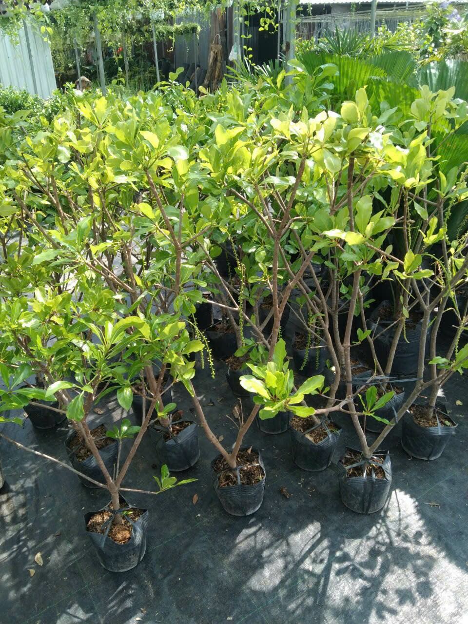 Cây lộc vừng siêu hoa