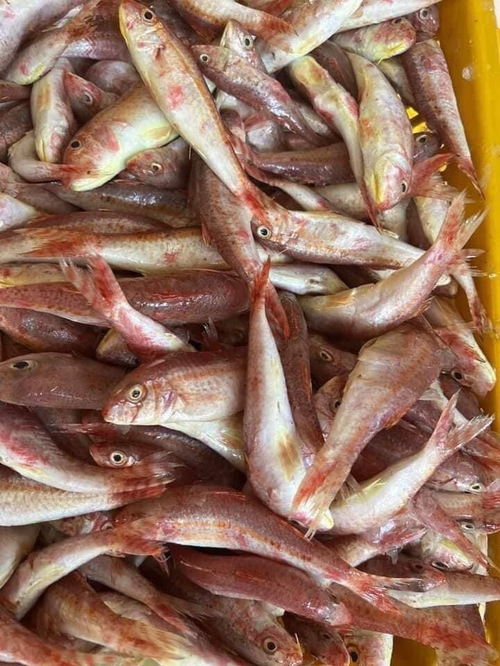0,5kg Cá phèn hồng 1 nắng (hoả tốc 2h Tphcm)