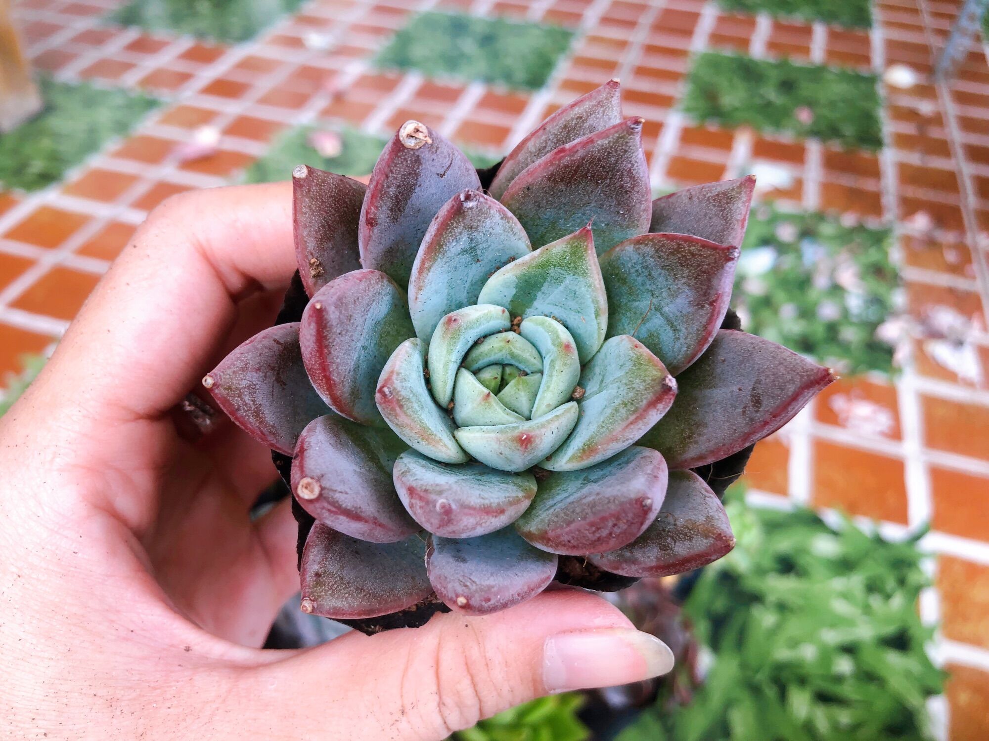 Sen đá mận đỏ
