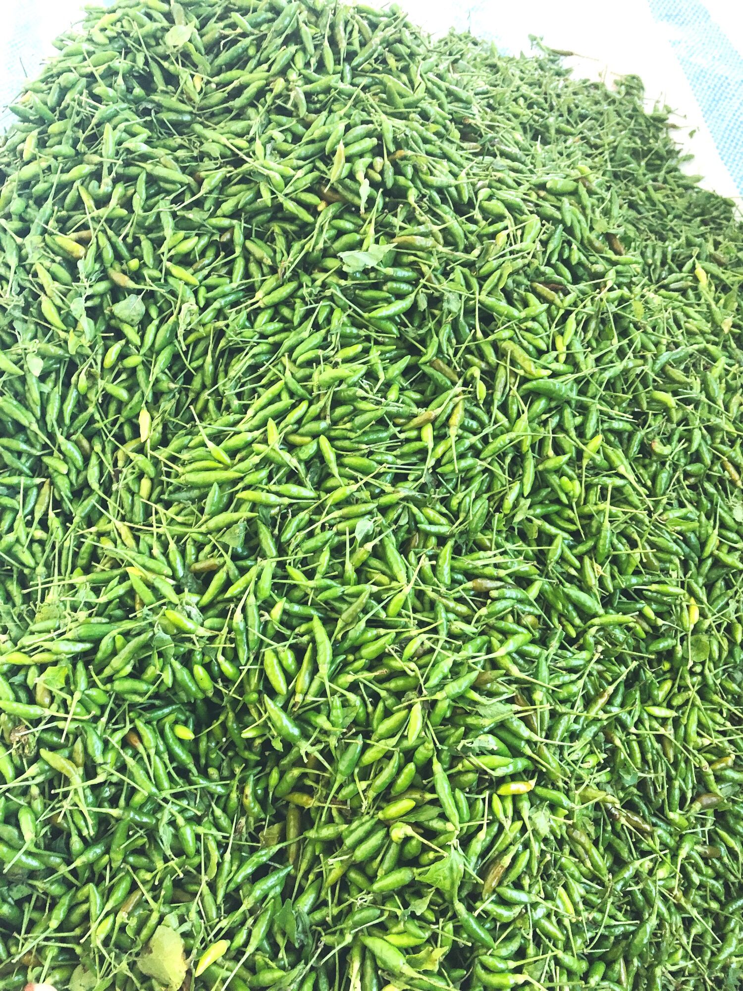 Ớt thóc xanh Tây Bắc 150k/kg