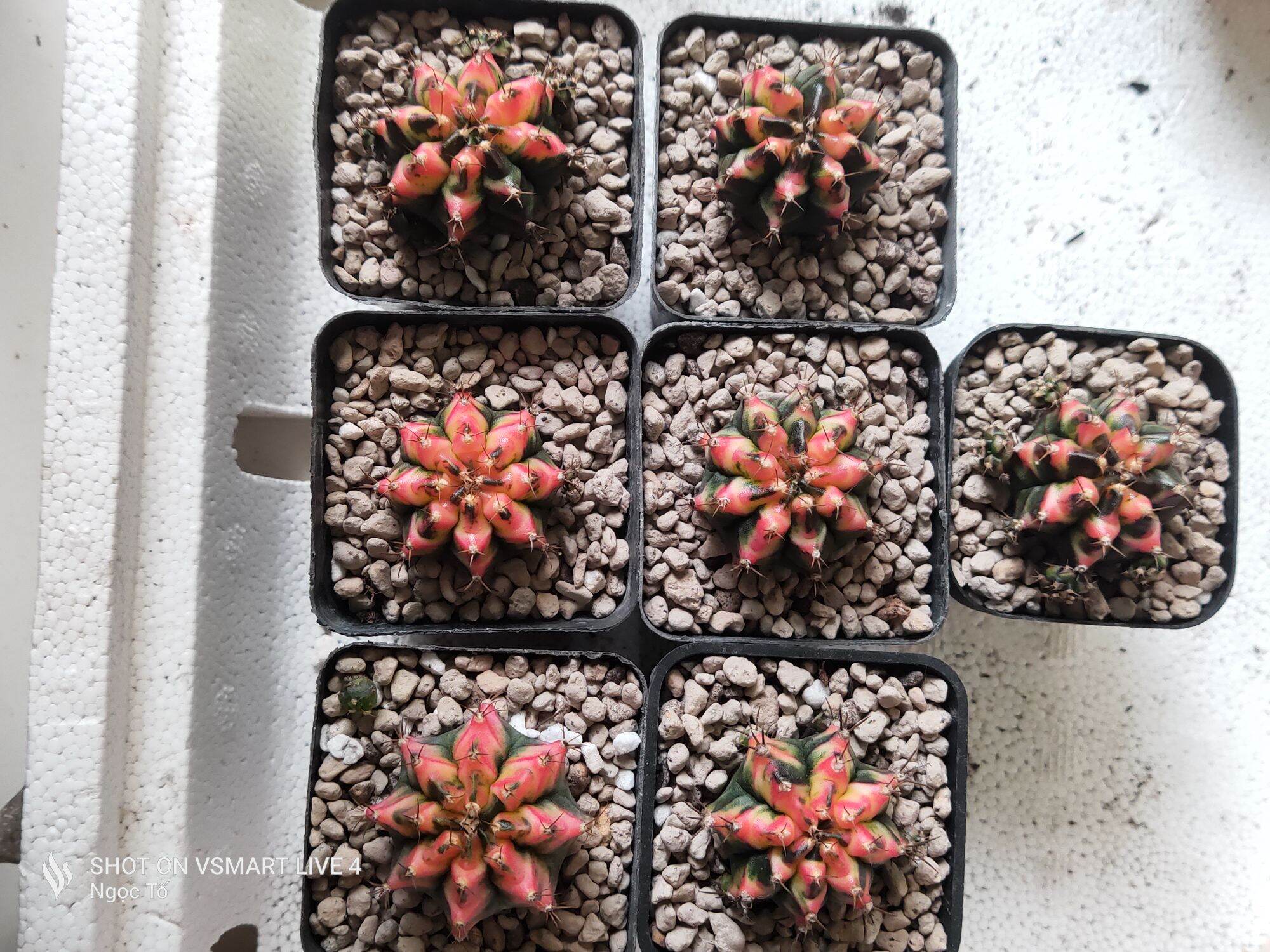 Xương rồng multi đỏ