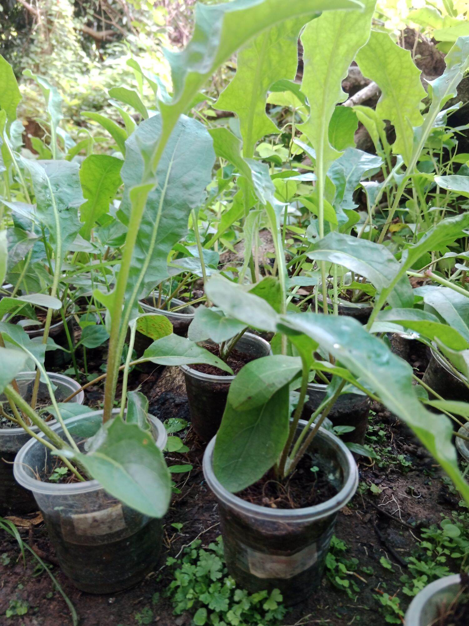 CÚC ĐỒNG TIỀN SONG HỶ ĐỎ (mua 10 tặng 1 mini)