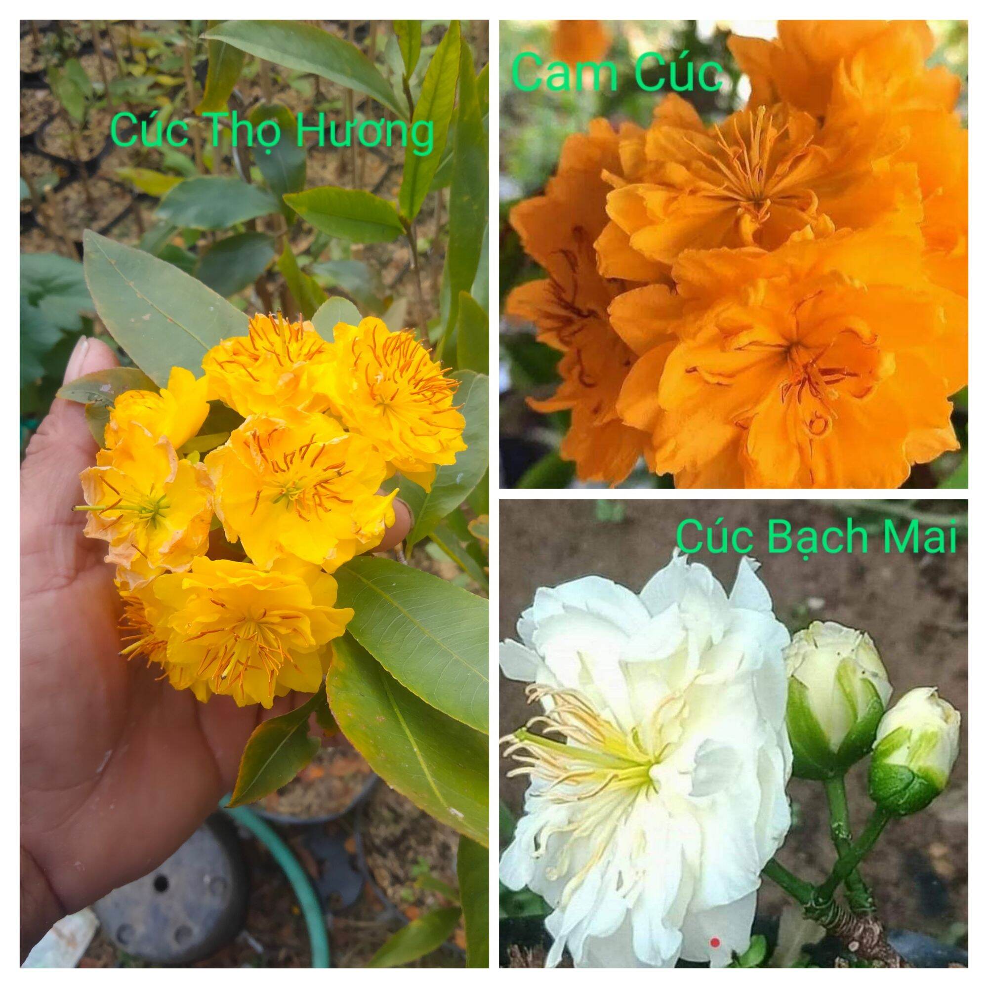 Combo Cúc Thọ Hương Cam cúc cúc bạch mai