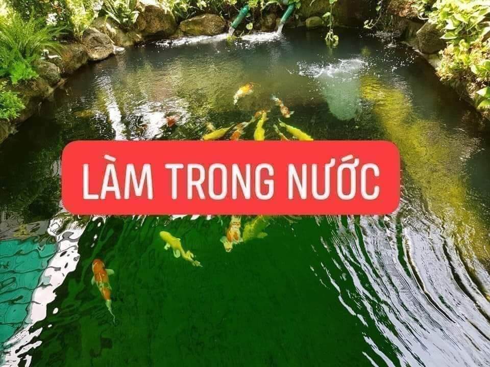 Vi Sinh Làm Trong Nước Chuyên Cá Koi