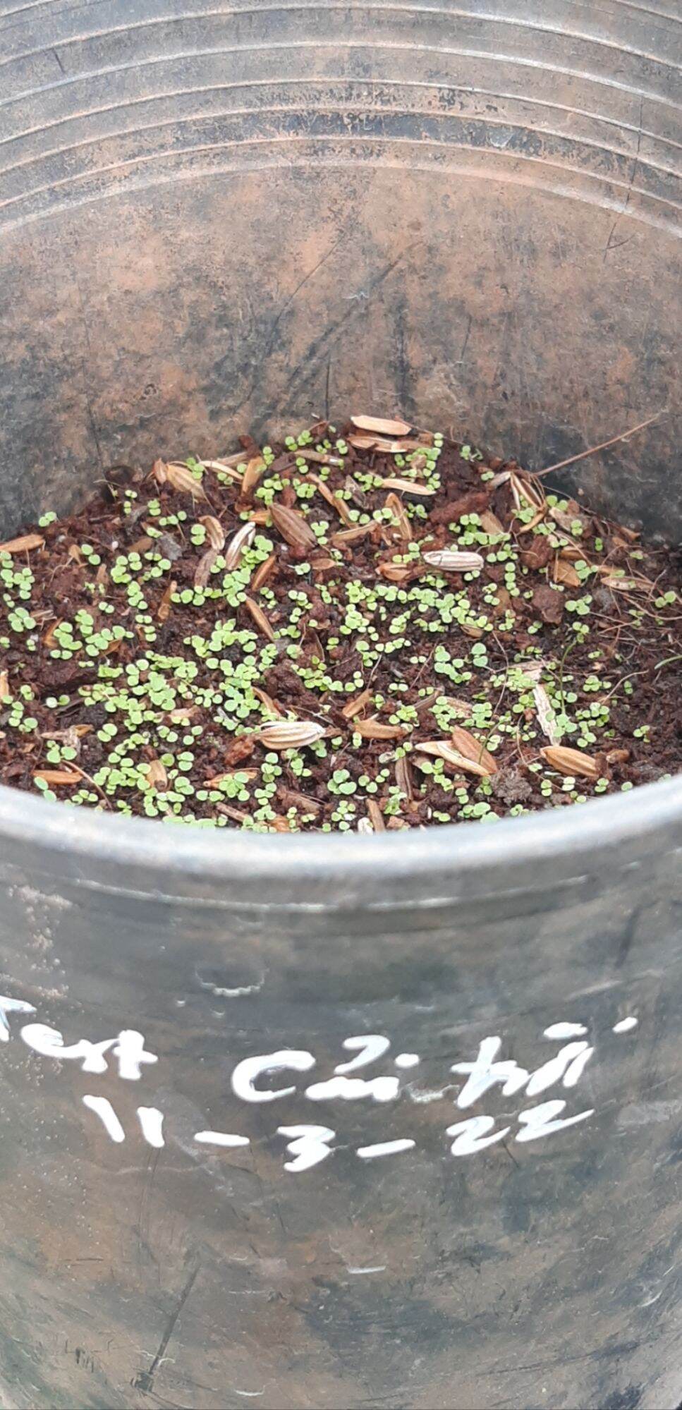 300 Hạt Giống rau cải trời