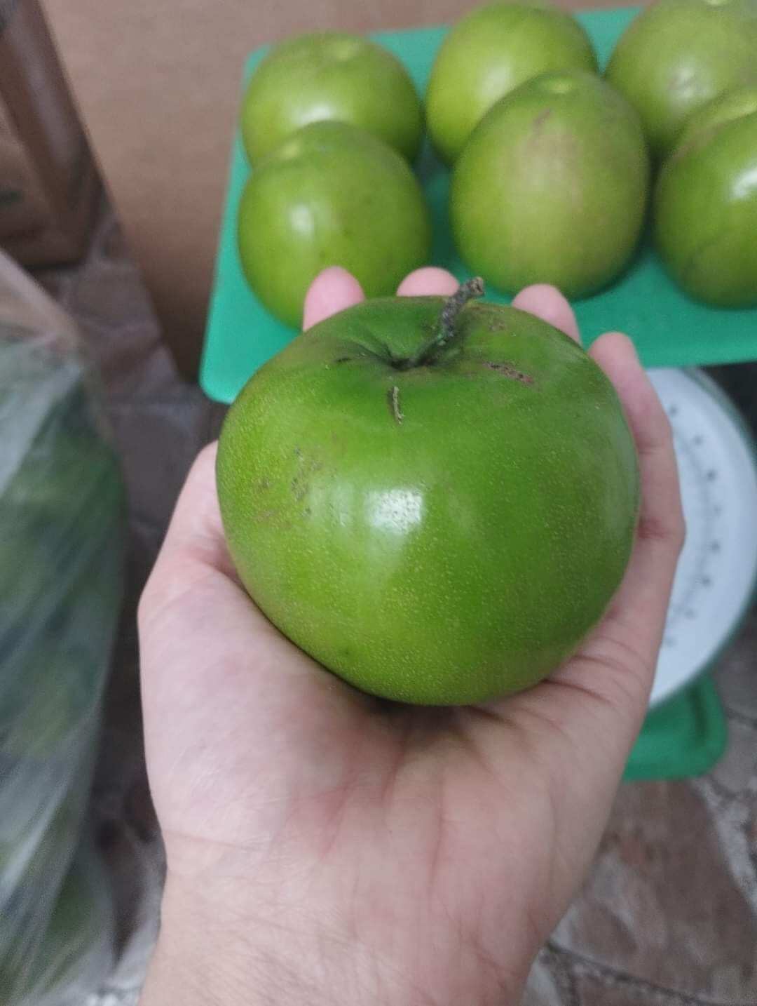( CÂY GIỐNG) 1 cây táo thái