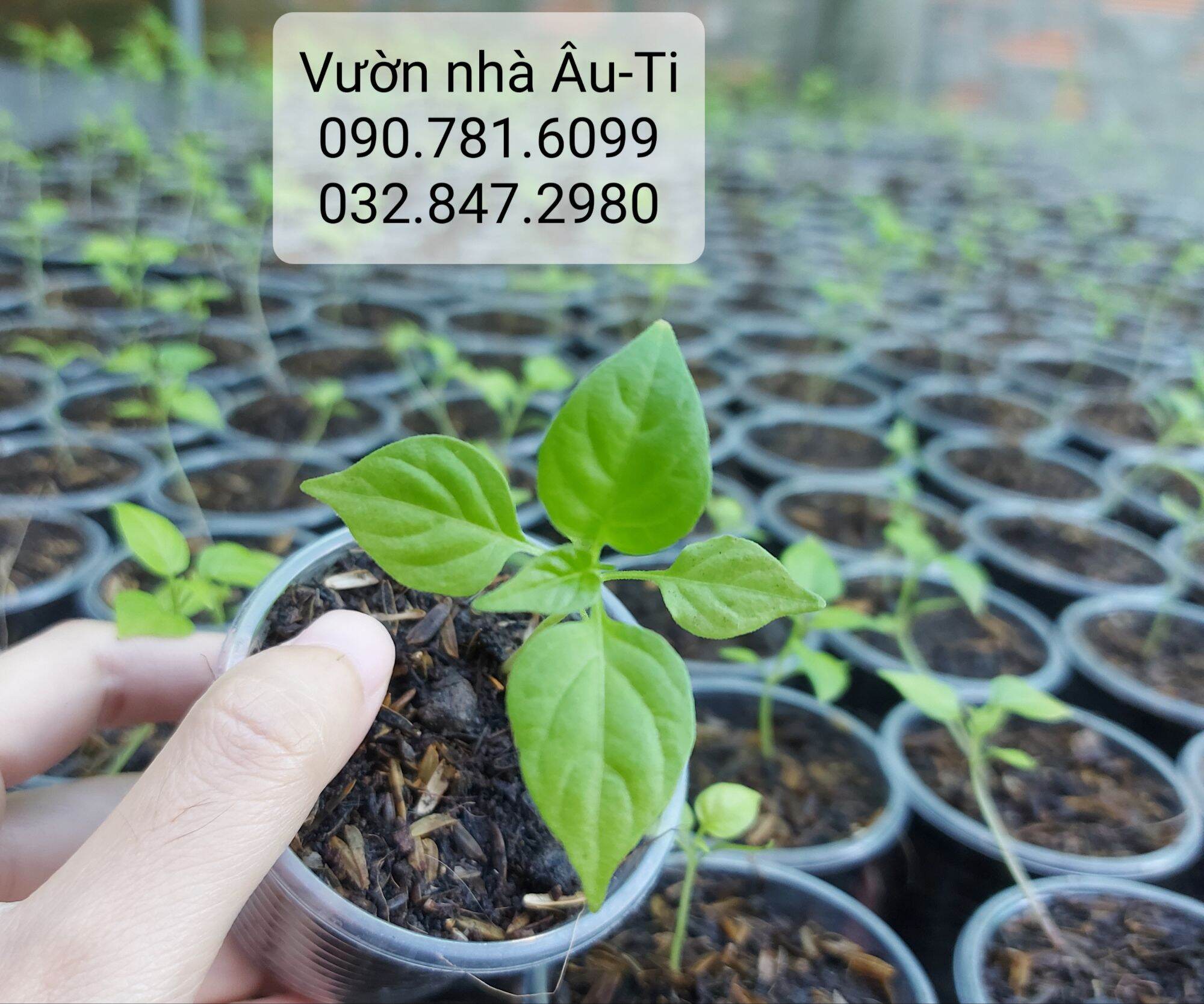 Cây ớt Peru Charapita ( 5 TẶNG 1 ), ớt đắt nhất thế giới
