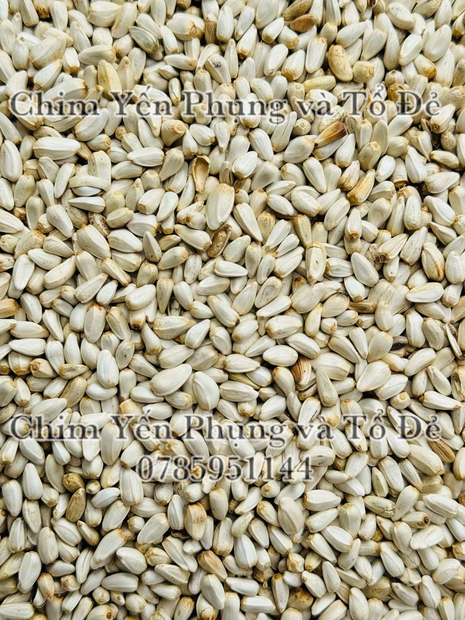500g hạt kham trắng (Safflower Seed) cho thú cưng.