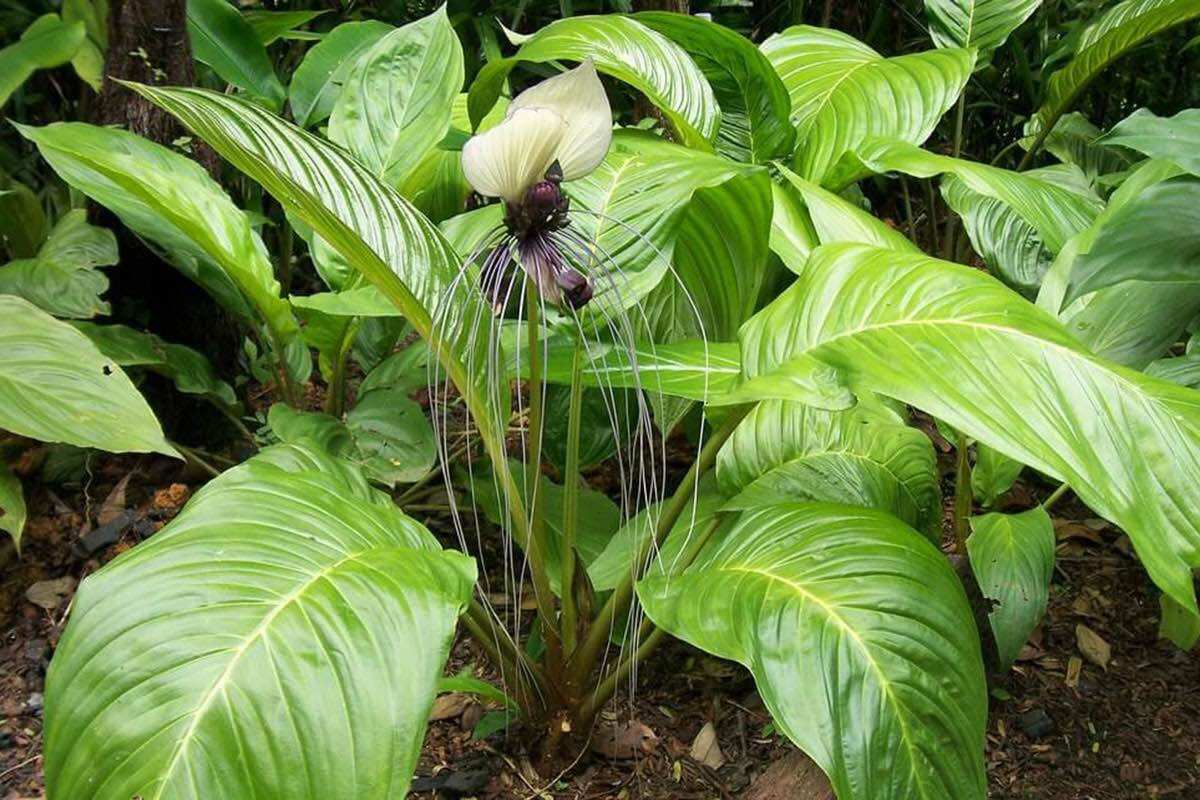 Cây râu hùm rừng tự nhiên