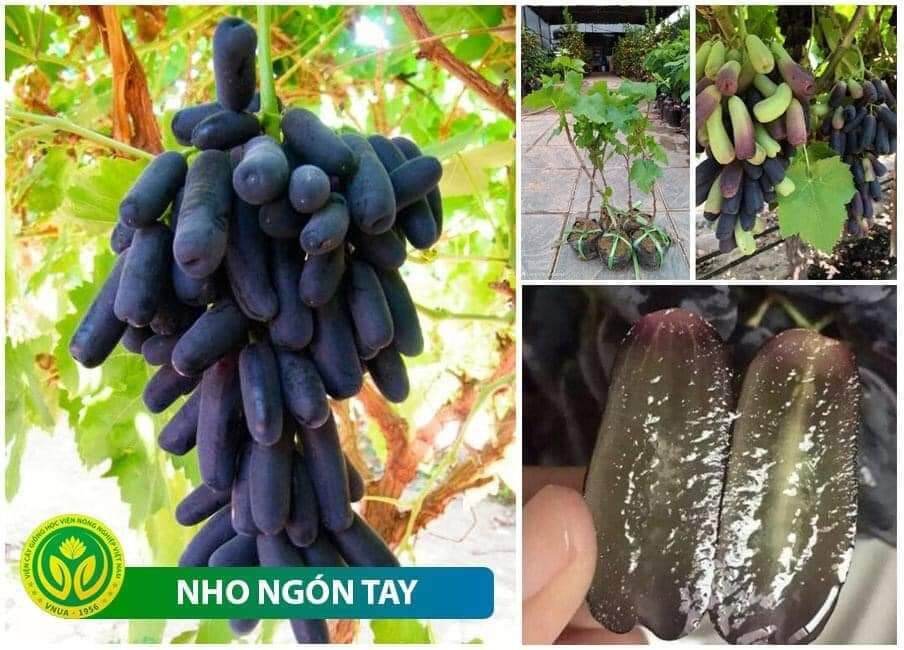 Cây giống nho ngón tay siêu sớm