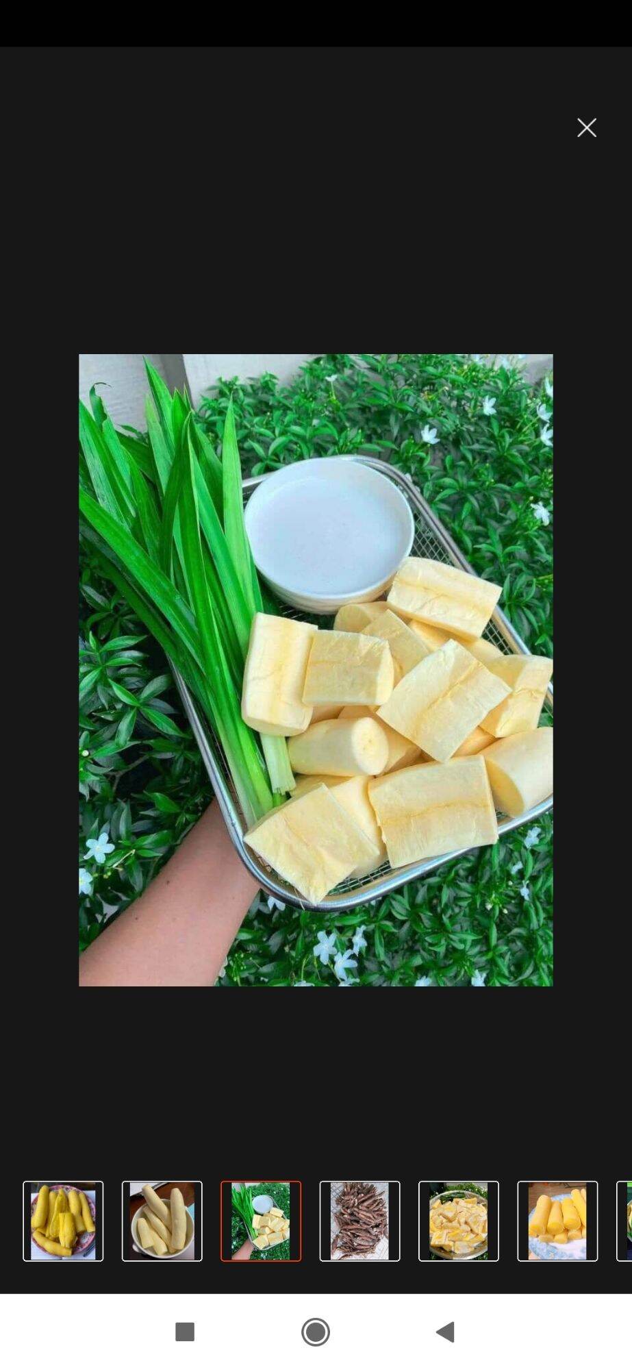 1kg khúc giống củ mì vàng thái lan