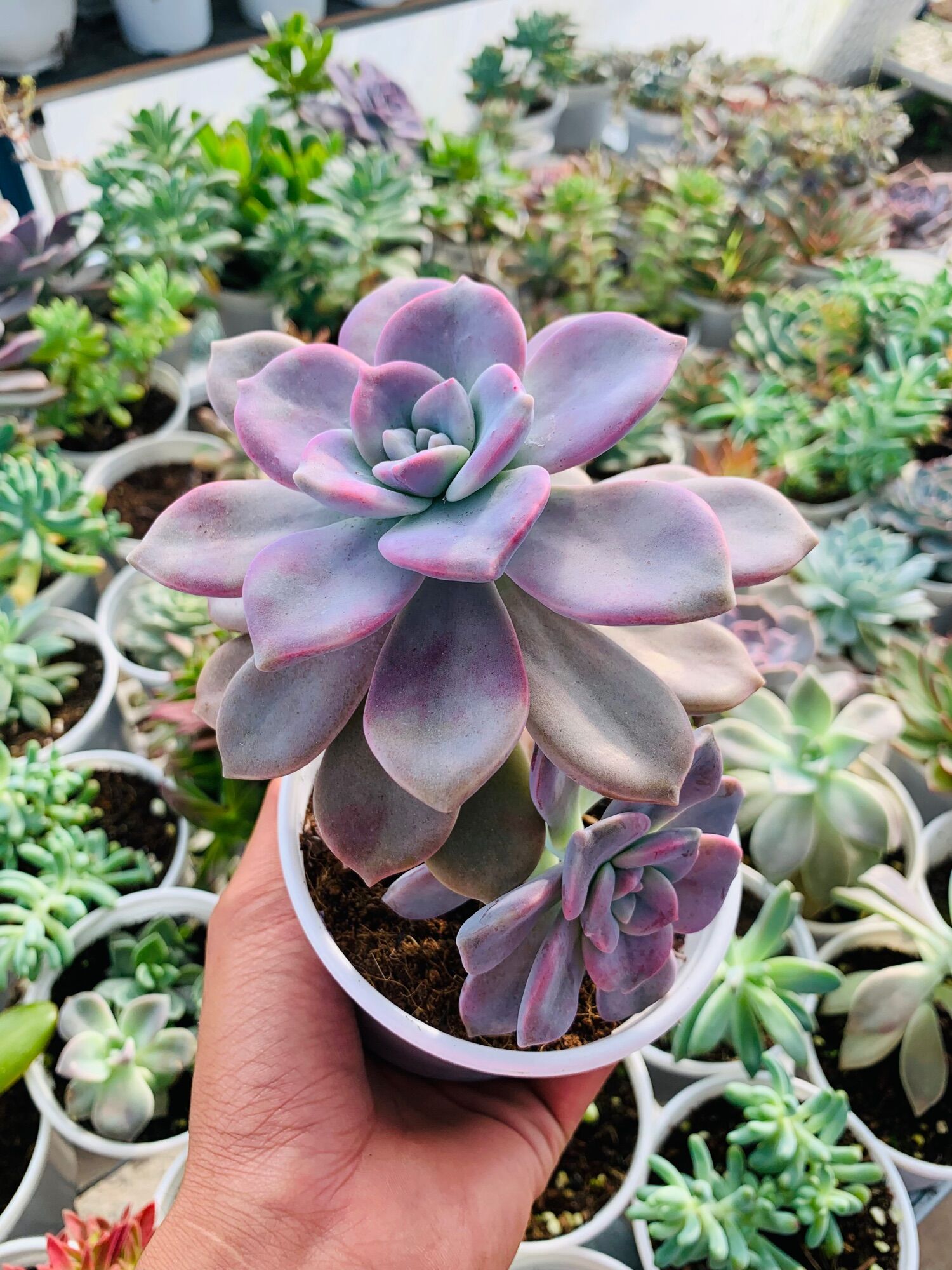 Sen đá hồng mập 10cm