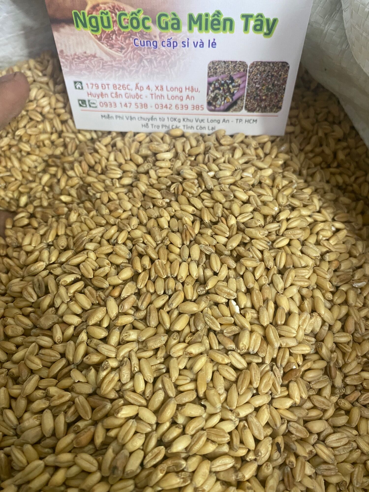 Hạt Lúa Mì Vàng ( Hạt Bo Bo )