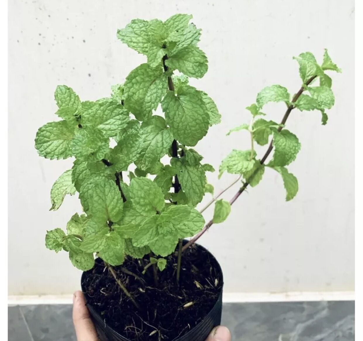 Chậu rau húng lủi- bạc hà Âu