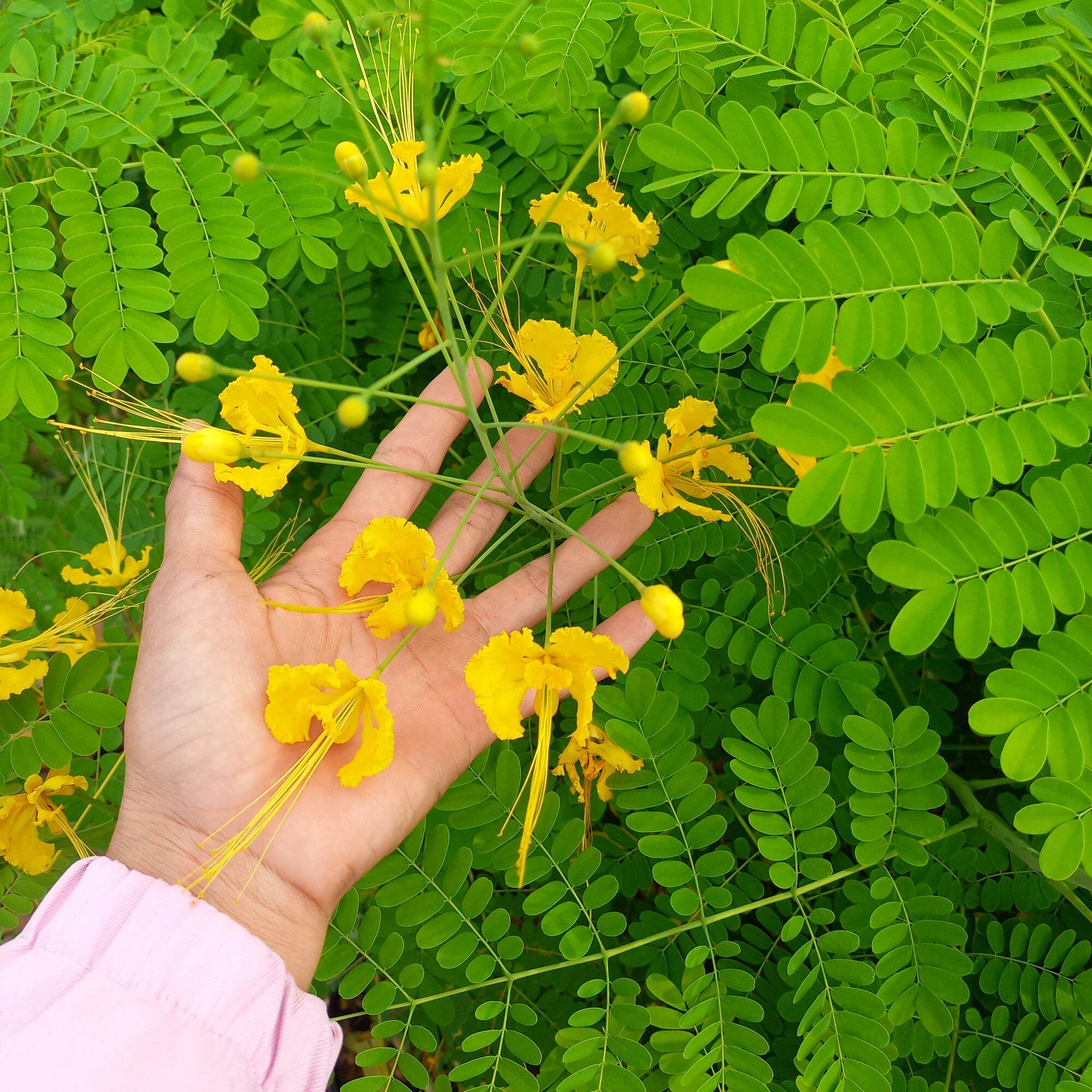 Cây điệp cúng, hay cây kim phượng