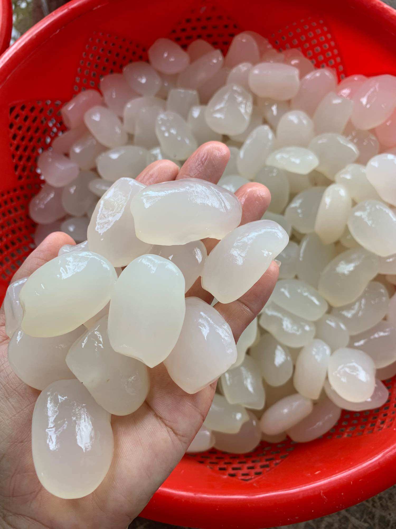 1kg hạt đác nha trang size to, mềm dẻo,ko cứng( có hút chân không)