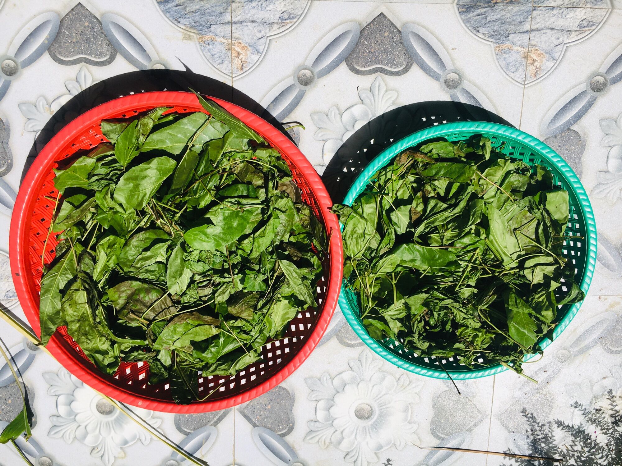 2kg lá cách phơi khô cả thân và lá